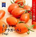 【1日2セット限定】農家直送 ミニトマト「フラガール」1kg