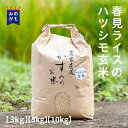 【令和5年度】ハツシモ玄米 冷めても美味しい 幻の米 おにぎり 岐阜県産 農家直送 春見ライス 39ショップ 送料無料 岐阜県 お米 お弁当 3kg 5kg 10kg