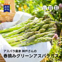 【販売開始】 岐阜県産 春摘みグリーンアスパラガス Lサイズ以上 500g 800g 神戸ファーム こだわりの土 春の味覚 期間限定 おうちグルメ ハウス栽培 ...