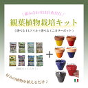 観葉植物栽培キット～選べる1Lソイル 選べるミニカラーポット～