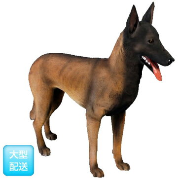 ベルギー犬/Belgian Malinois【CARUNA】