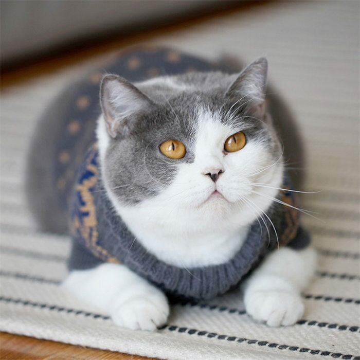 ペットウェア ペット服 セーター ニット ハイ...の紹介画像3