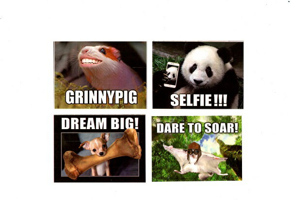 ��USAľ͢���� ���˥ޥ� ���ƥå��� 10�祻�åȡ�����̵���ۡ�