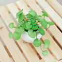 「送料無料」WillingYou 人工観葉植物 ミニ フェイクグリーン 造花 インテリア 1点セット 小さい 消臭 卓上 光触媒 観葉植物 ミニ 鉢 アレンジ ...