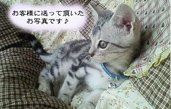 にゃんこ首輪（青ハート） ”ねこ鈴”*金・銀* 【ペット 猫用首輪】