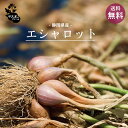 静岡県産 エシャロット 250g【クリックポスト 送料無料】マスオさんファーム 100% 静岡県浜松 ...