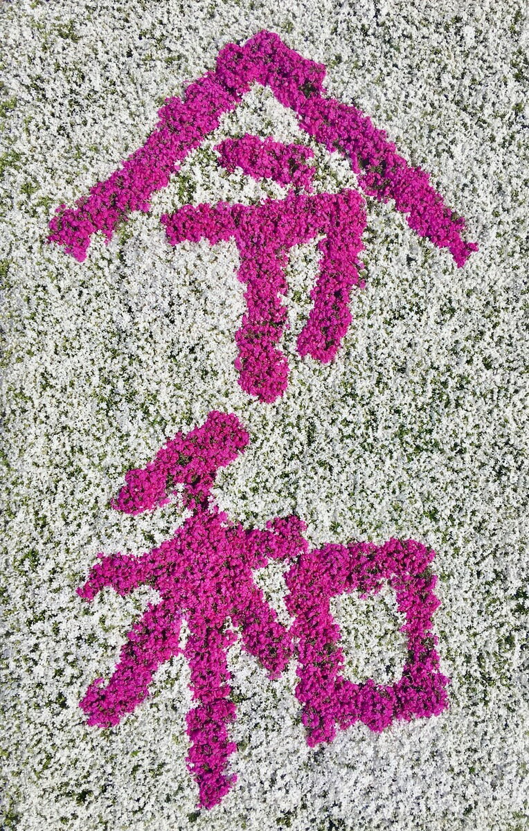当店は芝桜専門生産農家なので 良いものをお値打ちにご提供できるよう 心がけております 芝桜の花言葉は 希望 忍耐 今を耐え忍んで希望の未来へ 芝桜 シバザクラ ダニエルクッション 10株セット 鮮やかなピンクの花 9センチ 3号ポット レビューを書いて芝桜に良い特典肥料