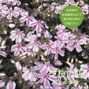 芝桜（シバザクラ） キャンディストライプ（多摩の流れ）40株セット 送料無料！(沖縄県・離島は別途必要になります) …