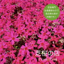 芝桜 スカーレットフレイム 赤 花 30