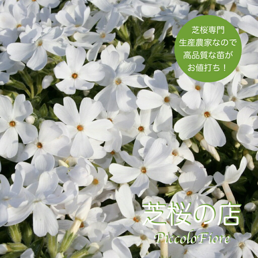 芝桜 （シバザクラ） モンブランホワイト (白い花) 10株 3号9センチポット レビューで芝桜に良い特典肥料あり！ 芝桜…