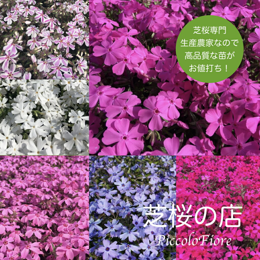 芝桜 人気の6種類の中から3種類を10株づつ選べる、合計30株 お得 セット！ 送料無料（沖縄県 離島は別途必要）レビューを書いて芝桜に良い特典肥料あり！ 高品質 最安値 ガーデニング グランドカバー 下草 庭 雑草対策 花苗 春 多年草 フラワー プレゼント シバザクラ 販売