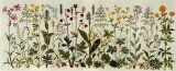 ե ƥåɽå 𸶤β ͢ Prairie flowers ǥޡ ̲  30-4654