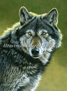 Heaven And Earth Designs クロスステッチ刺繍図案 HAED 輸入 上級者 Stephen Gayford シンリンオオカミ Lobo 全...