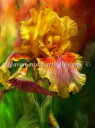 Carol Cavalaris クロスステッチ刺しゅうチャート HAED 図案 【Fire Goddess Max Colors】 Heaven And Ear...