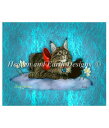 Heaven And Earth Designs クロスステッチ刺繍図案 HAED 輸入 上級者 Ash Evans 射手座 Sagittarius AE 全面...