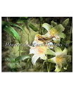 Heaven And Earth Designs クロスステッチ刺繍図案 HAED 輸入 上級者 Drazenka Kimpel 夕闇の鏡 Mirrors of...