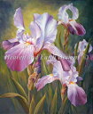 HAED クロスステッチししゅう図案 アイリス Heaven And Earth Designs 輸入 Marianne Broome 上級者 Iris Day...