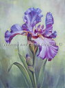 HAED クロスステッチししゅう図案 アイリス Heaven And Earth Designs 輸入 Marianne Broome 上級者 Mauve Iris 全面刺し