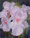 HAED クロスステッチししゅう図案 夏の日々 Heaven And Earth Designs 輸入 Marianne Broome 上級者 Summer D...