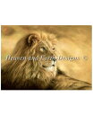 クロスステッチししゅうチャート HAED ライオン 輸入 Steven Paul Carlson 上級者 Panthera Leo Lion 図案 全面刺し