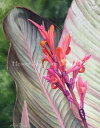 Teri Rosario クロスステッチ刺しゅうチャート HAED 図案 【Tropical Splendor Max Colors】 Heaven And Earth Designs