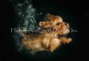 Underwater Dogs クロスステッチ 図案 刺しゅう チャート 【 Bear 】 Heaven And Earth Designs 輸入 上級者 いぬ...