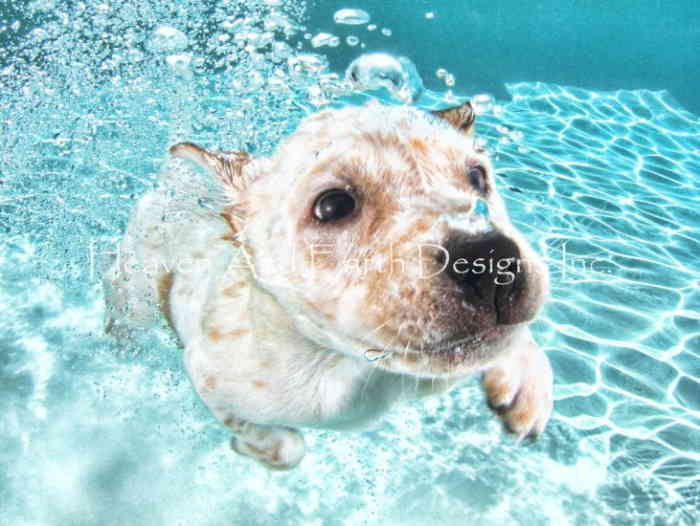 Underwater Dogs クロスステッチ 図案 刺しゅう チャート 【 Corey 】 Heaven And Earth Designs 輸入 上級者 いぬ 犬 イヌ ドッグ