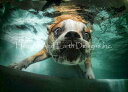 Underwater Dogs クロスステッチ 図案 刺しゅう チャート 【 Beefy Water 】 Heaven And Earth Designs 輸入...