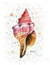 Dave Bartholet クロスステッチ 刺しゅう チャート HAED 図案 【 Sea Shell 】 Heaven And Earth Designs ...