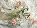 WhimsiTea クロスステッチ 刺しゅう チャート HAED 図案 【 Praying Mantis 】 Heaven And Earth Designs ...