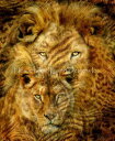 Carol Cavalaris クロスステッチ刺しゅうチャート 図案 HAED 【Moods Of Africa Lions】 Heaven And Earth Designs