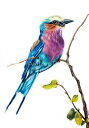 Joanne Rowland クロスステッチ刺しゅうチャート HAED 図案 【Lilac Breasted Roller JR】 Heaven And Ear...