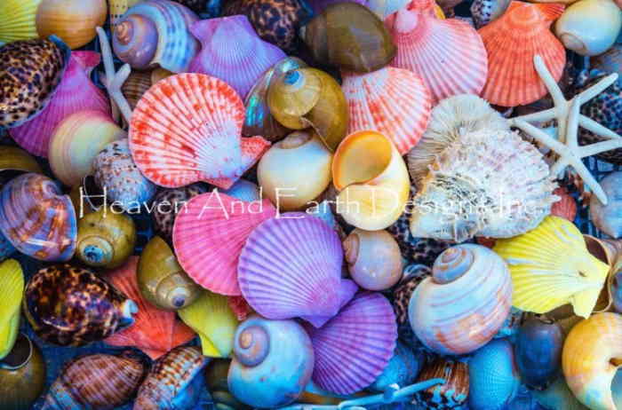 The Solo Collection クロスステッチ刺しゅうチャート HAED 図案 【Closeup Of Colorful Sea Shells】 Heaven And Earth Designs 輸入 上級者 貝殻 カラフル 海 貝