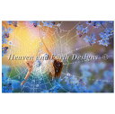 Heaven And Earth Designs 図案 HAED クロスステッチ刺繍 輸入 Aimee Stewart 朝露と蜘蛛の巣 Little Blue ...