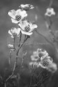 クロスステッチ図案 チャート HAED 手芸 上級者 【ハナミズキ】 Mini Dogwood