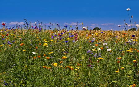 フレメクロスステッチ刺繍キット草原の花輸入Prairieflowersデンマーク北欧上級者30-4654