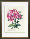 EVA ROSENSTAND シャクナゲ / ピンク Rhododendron, pink クロスステッチ キット デンマーク 北欧 刺しゅう 海外 輸入 上級者 12-895(3)