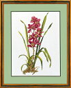 【DM便対応】EVA ROSENSTAND 赤い蘭 Red orchid クロスステッチ キット デンマーク 北欧 刺しゅう 14-155