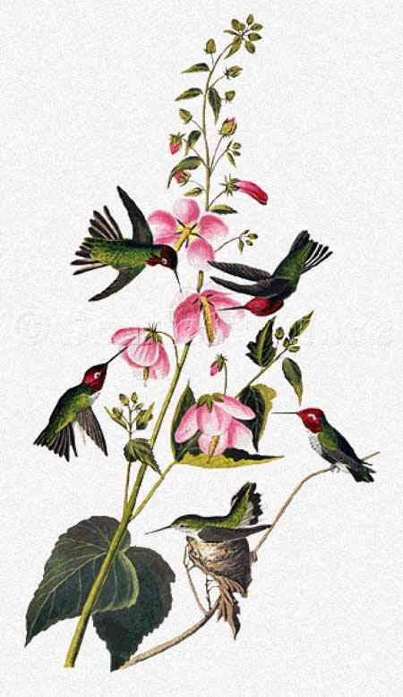 John James Audubon（ジョン・ジェームズ・オーデュボン） 名画 美術 芸術 絵画 芸術作品 クロスステッチ刺しゅうチャート 図案  Scarlet Quince ハチドリ ハミングバード 花 フラワー 難しい 上級者 海外 輸入