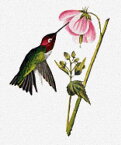 John James Audubon（ジョン・ジェームズ・オーデュボン） 名画 美術 芸術 絵画 芸術作品 クロスステッチ刺しゅうチャート 図案 【Columbian Hummingbird (detail) 】 Scarlet Quince ハチドリ ハミングバード 花 フラワー 春 難しい 上級者 海外 輸入