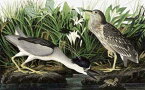 John James Audubon（ジョン・ジェームズ・オーデュボン） 名画 美術 芸術 絵画 芸術作品 クロスステッチ刺しゅうチャート 図案 【Black-Crowned Night Heron】 Scarlet Quince 鳥 水辺 難しい 上級者 海外 輸入