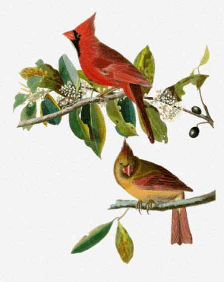 John James Audubon（ジョン・ジェームズ・オーデュボン） 名画 美術 芸術 絵画 芸術作品 クロスステッチ刺しゅうチャート 図案 【Cardinal Grosbeak】 Scarlet Quince 鳥 小鳥 難しい 上級者 海外 輸入