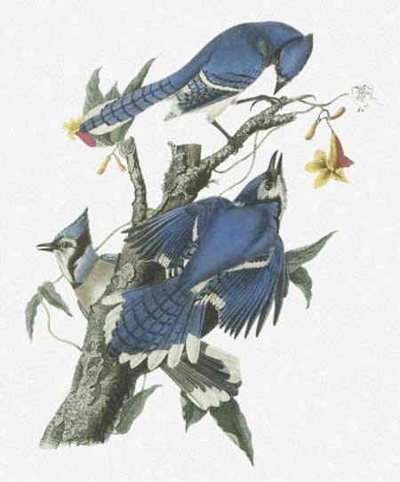 John James Audubon（ジョン・ジェームズ・オーデュボン） 名画 美術 芸術 絵画 芸術作品 クロスステッチ刺しゅうチャート 図案 【Blue Jay】 Scarlet Quince 鳥 アオカケス 難しい 上級者 海外 輸入