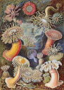 Ernst Haeckel（エルンスト・ハインリッヒ・フィリップ・アウグスト・ヘッケル） 生物学者 美術 芸術 絵画 芸術作品 クロスステッチ刺しゅうチャート 図案 【Sea Anemones】 Scarlet Quince イソギンチャク 海 生き物 上級者 海外 輸入