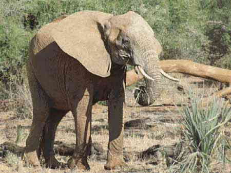 African Elephant (smaller) 【アフリカゾウ】 クロスステッチ刺しゅうチャート 図案 Scarlet Quince 象 ゾウ ぞう テネシー州 エレファントサンクチュアリ 上級者 海外 輸入