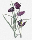 Charles Rennie Mackintosh（チャールズ・レニー・マッキントッシュ） 画家 美術 芸術 絵画 芸術作品 クロスステッチ刺しゅうチャート 図案 【Fritillaria】 Scarlet Quince 花 フラワー 上級者 海外 輸入