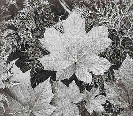 Ansel Adams（アンセル・アダムス） 写真家 美術 芸術 芸術作品 クロスステッチ刺繍チャート 図案 【In Glacier National Park (leaves) 】 Scarlet Quince 上級者 海外 輸入