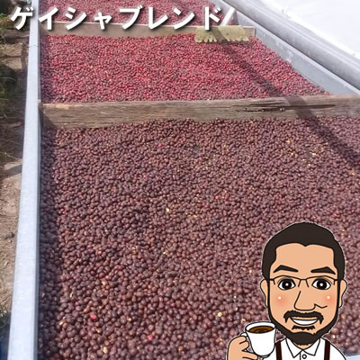 コーヒー豆 ヴァロヴェルデ・ゲイシャブレンド 200g 400g 600g 1kg 送料無料 パナマ・ヴァロヴェルデ・ゲイシャ・ナチュラル コーヒー豆 浅煎り メール便 コーヒー コーヒー豆 お試し コーヒー豆 おすすめ お試し コーヒー豆 ゲイシャ 珈琲豆 お中元のサムネイル