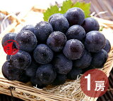 ピオーネ 1房 500g (9月21日〜10月中旬出荷分) 岡山 ぶどう 種なし ニューピオーネ ギフト