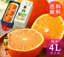 2023 お歳暮 ギフト 紅まどんな 4Lサイズ 3玉【送料無料】愛媛県産 紅マドンナ（紅まどんな） ...